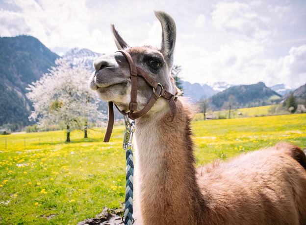 Trekking with Lamas in Braz